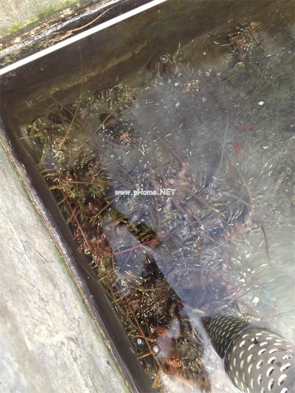 工场化(huà)龙(lóng)虾养殖臭氧产生器(qì)