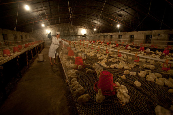 臭氧手艺利用养鸡场消鸩杀菌去味