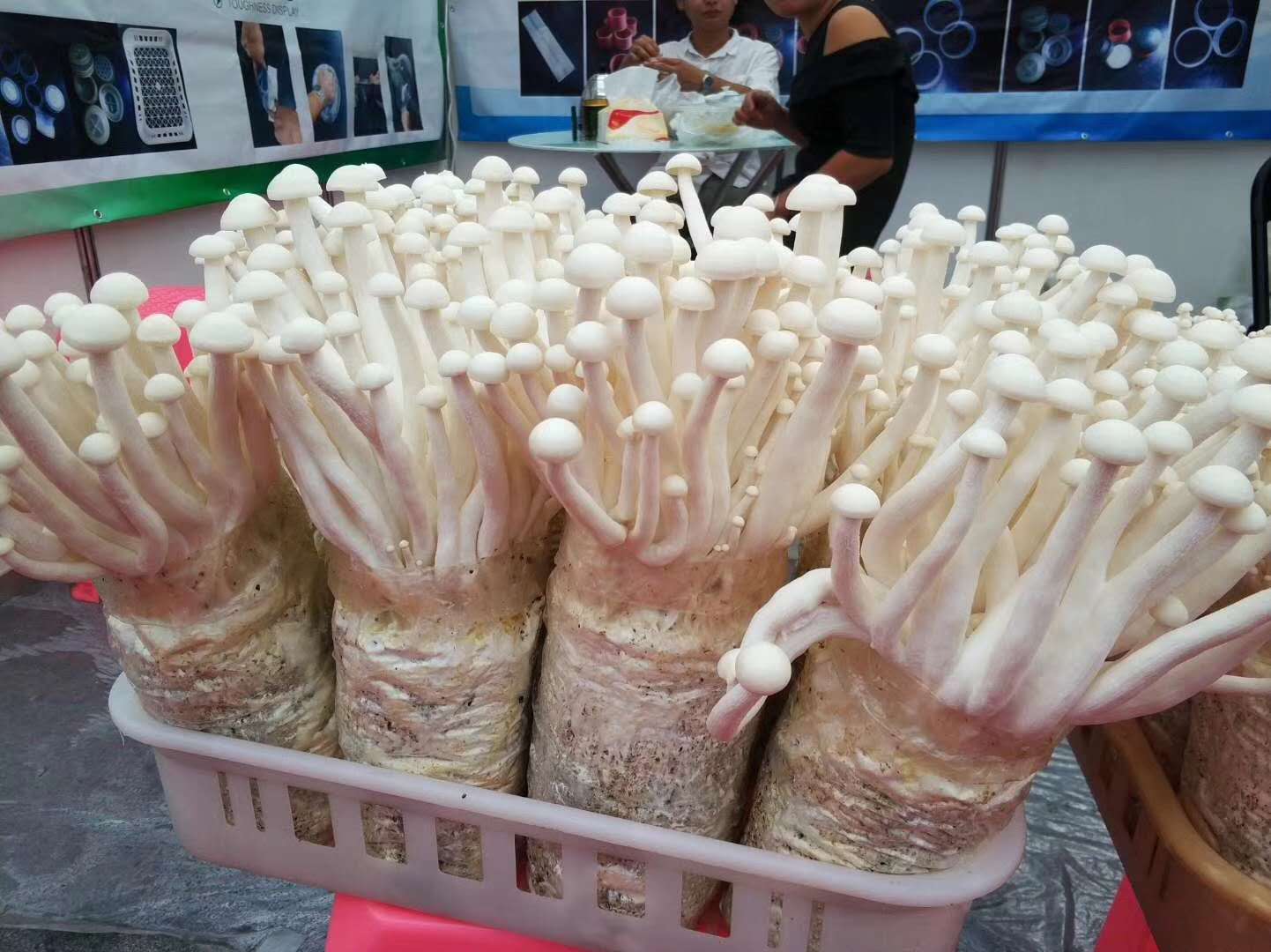 广州佳环电器(qì)参与漳州一年一度蘑菇节实图