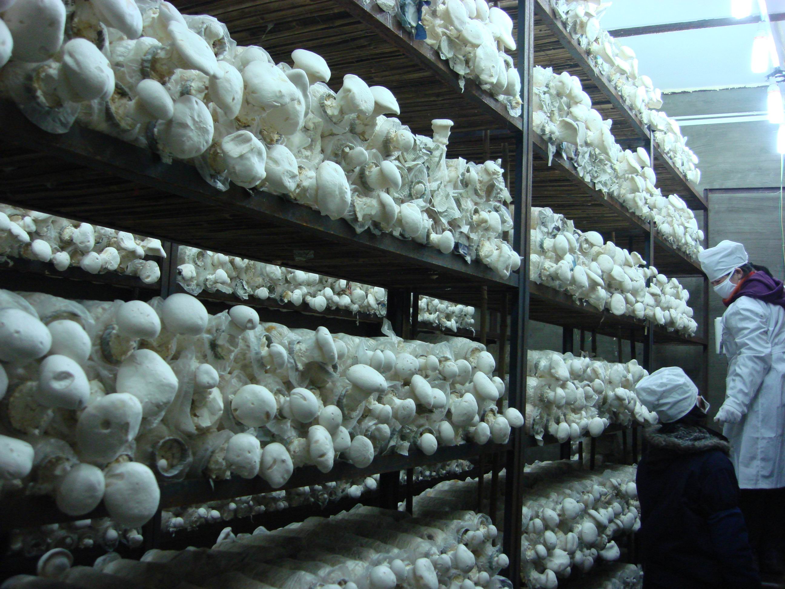 臭氧产生器(qì)在食用菌行业的操纵